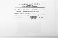 Elsinoe corni image
